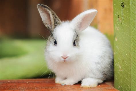 adorable bunny rabbit